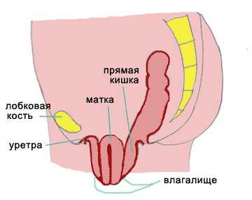Анатомия женского таза