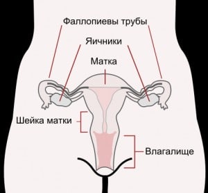 Симптомы рака шейки матки